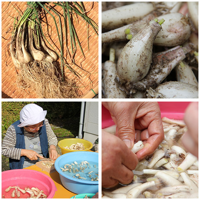 黒酢らっきょうの下処理